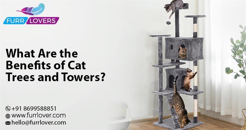 What Are the Benefits of Cat Trees and Towers?