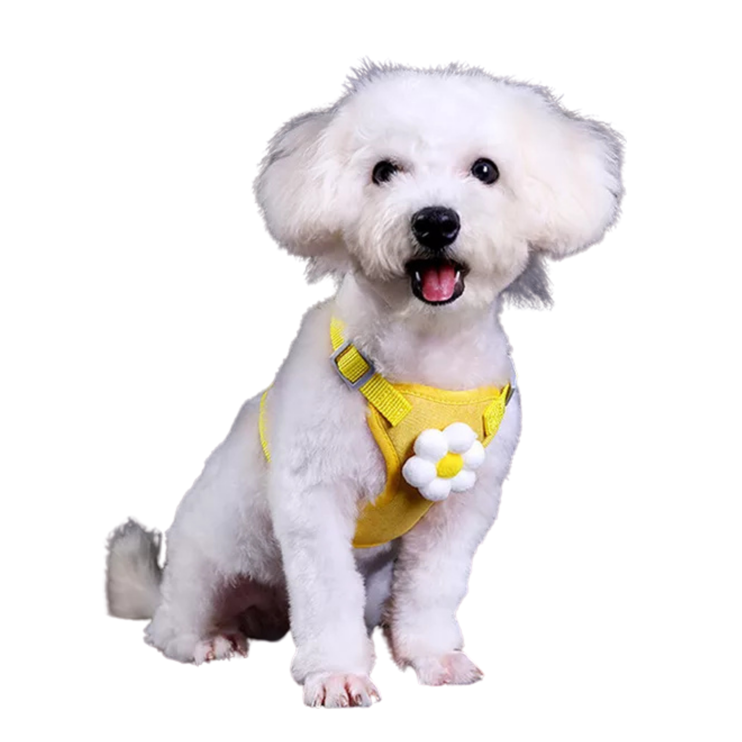Adjustable Pet Harness and Nylon Leash for Dogs and Cats