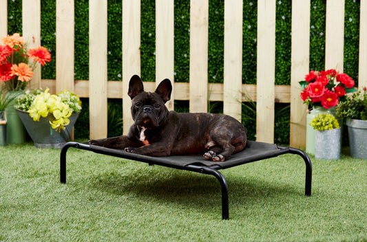 Black Elevated Raised Cooling Cots Bed for Dogs, Cats Portable Indoor & Outdoor Pet Hammock with Skid-Resistant Feet, Frame with Breathable Canvas Cloth.